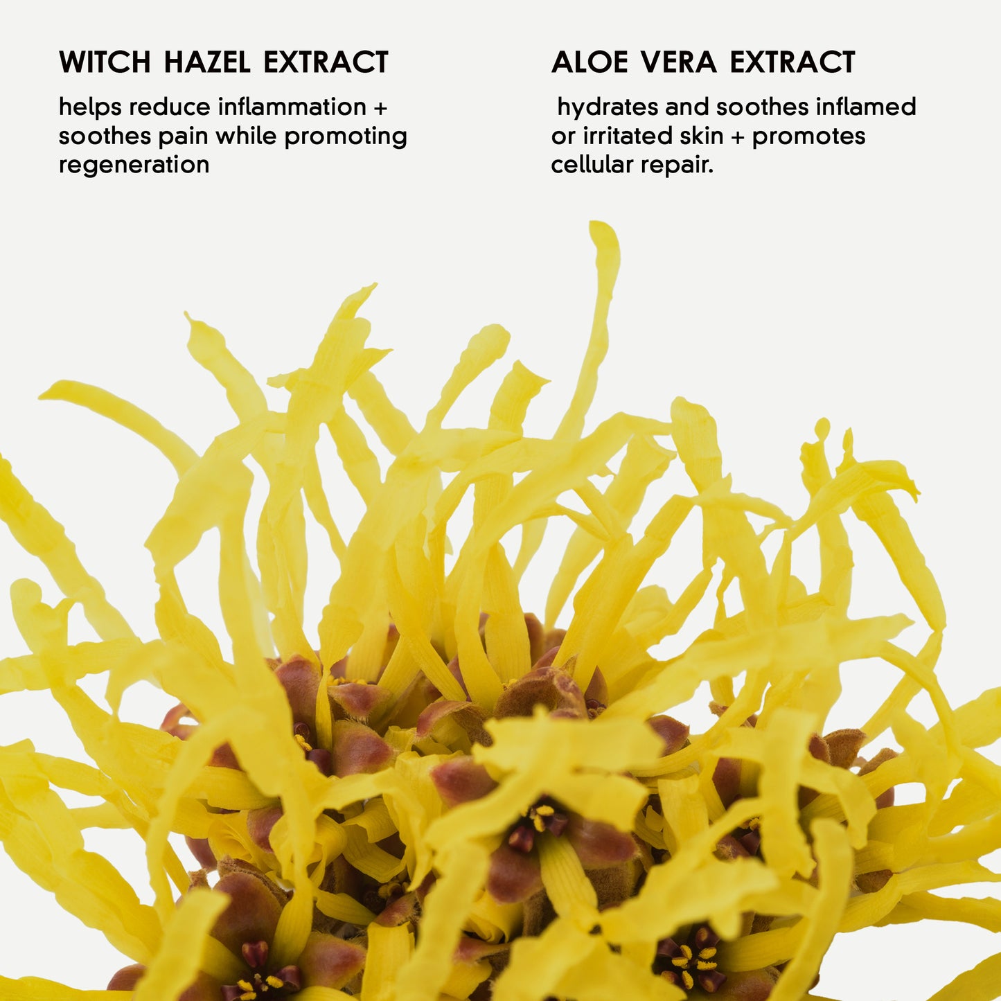 Mum Bub Hub perineal spray ingredients — witch hazel, aloe vera, cucumber, lavender and tea tree