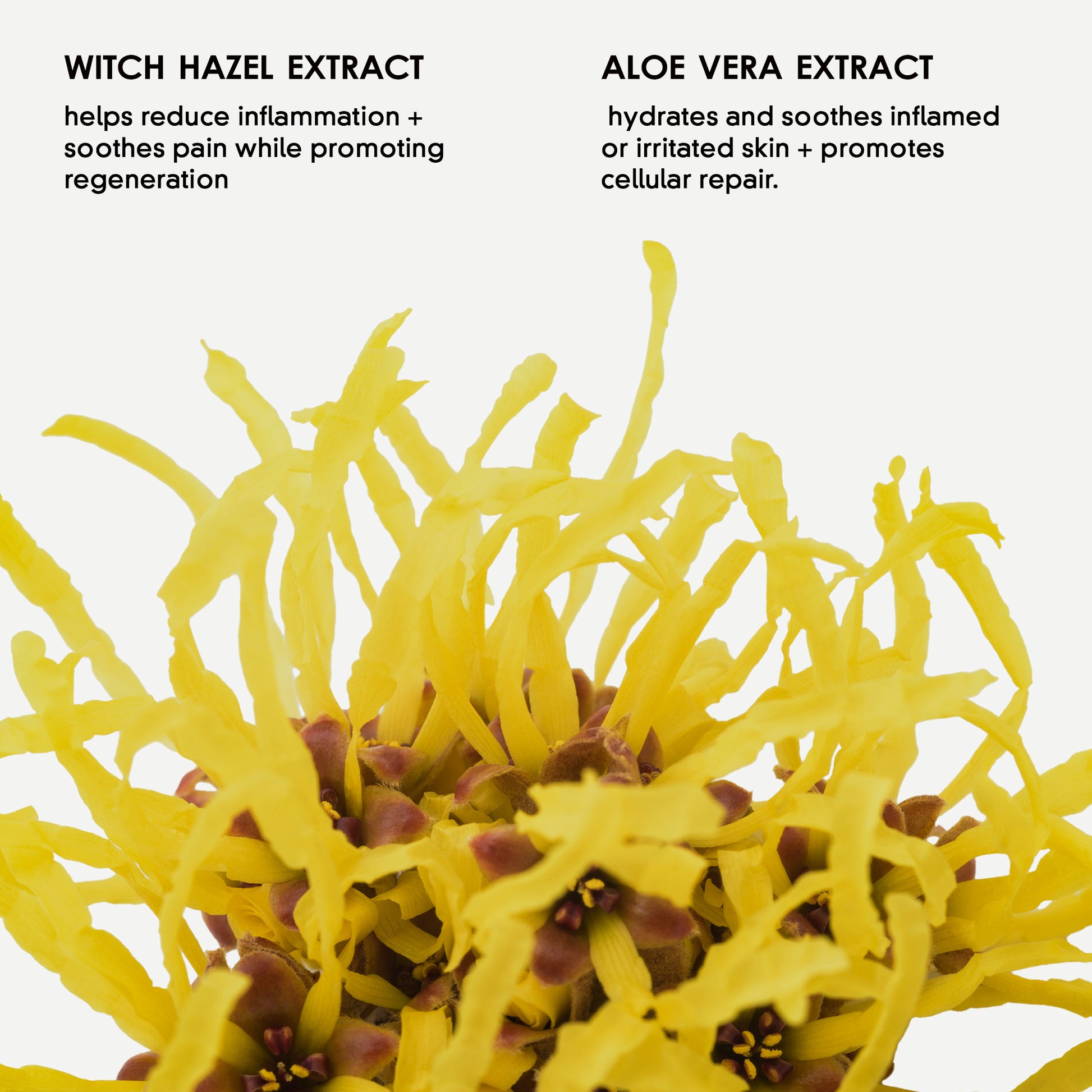 Mum Bub Hub perineal spray ingredients — witch hazel, aloe vera, cucumber, lavender and tea tree